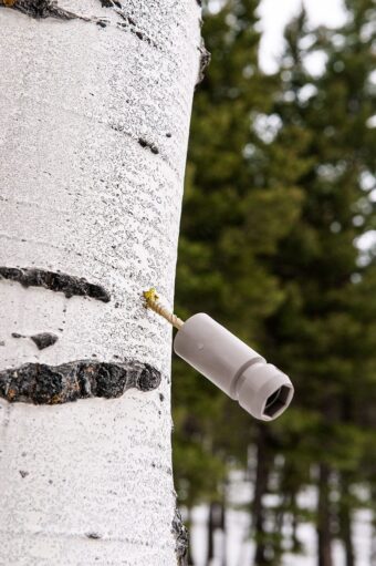 Spy High Tree Attachment 5 Pack<br><span style="font-family: Arial, sans-serif; font-size: 15px; color: #333333;">Limited Stock</span> - Imagen 3